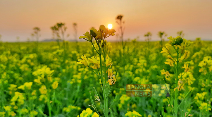 Mustard-flowers-bg